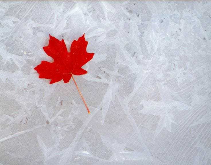 Canada flag Leaf